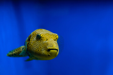 Arothron meleagris yellow puffer fish swims near bright blue background in aquarium while showcasing its unique spotted pattern and curious expression © ir1ska