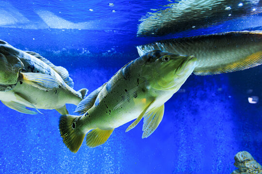 Large Cichla kelberi fish swim in water tank at aquarium showcasing colorful aquatic life and habitat