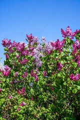 Fototapeta premium image of lilac flowers on a sunny spring day, blurred background