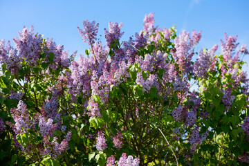 Obraz premium image of lilac flowers on a sunny spring day, blurred background