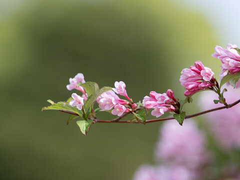 美しいピンクのタニウツギの花