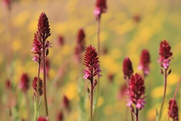 Fototapeta premium Delicate red and pink wildflowers blooming in a vibrant field of yellow blossoms during springtime.