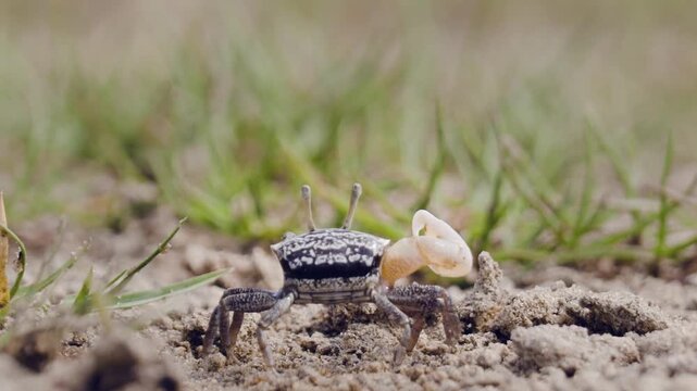Fiddler crab waving large claws in its natural habitat