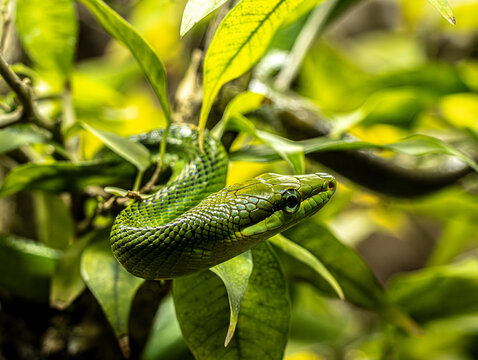 Serpent ratier