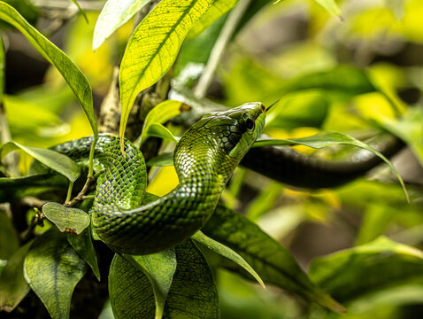 Serpent ratier