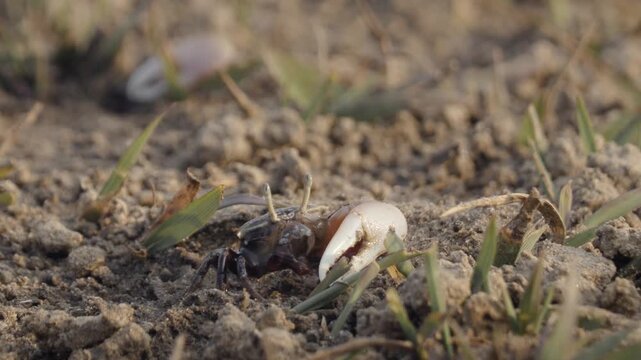 Fiddler crabs waving large claws on sandy coastal mudflat