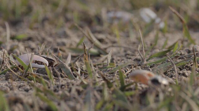 Fiddler crabs waving large claws on sandy coastal mudflat