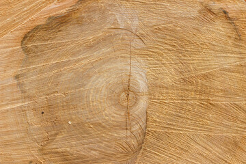 Detailed close up of tree rings showing age and natural wood pattern texture © Iryna Miadzvedzeva