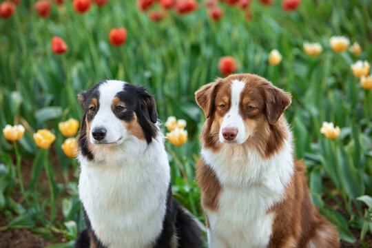 Two Australian Shepherds sit amid a field of bright red tulips. The black tricolor and red pets gaze intently off to the side during a spring stroll in the garden. The mood is one of joy, friendship, 
