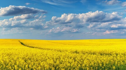 Fototapeta premium Bright yellow rapeseed field blooming under blue sky with clouds, spring countryside landscape with flowers, sunlight, rural meadow, agriculture, natural scenery and peaceful outdoor environment