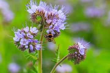 Fototapeta premium Bee collecting nectar from purple flowers in a garden during springtime