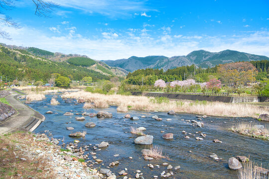 栃木県那須塩原市　塩原ダム公園沿いに流れる箒川と桜