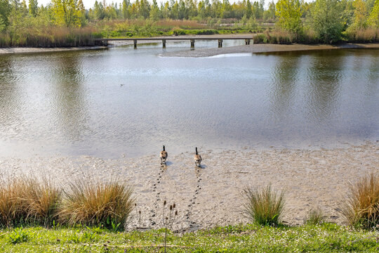 Two Canada geese leaving footprints in wet mud at low tide in the tidal freshwater delta of the Biesbosch National Park, Netherlands