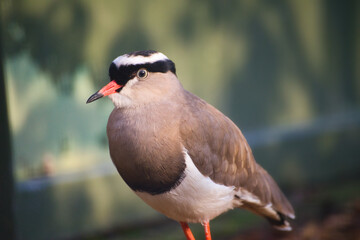 Obraz premium Isolated close-up portrait of a crowned lapwing | Vanellus coronatus