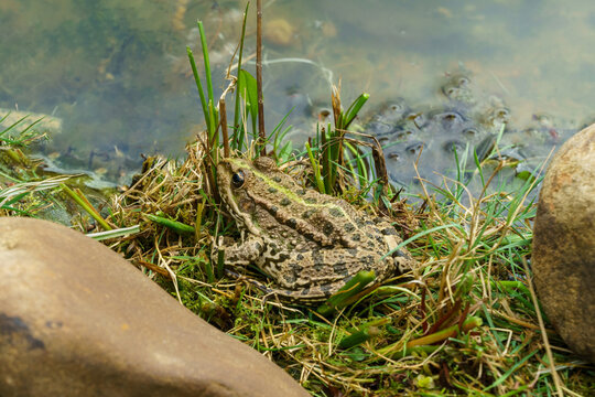 Frog Rana ridibunda (pelophylax ridibundus) rests by water's edge, surrounded by grass and rocks, with other frogs visible in shallow water nearby