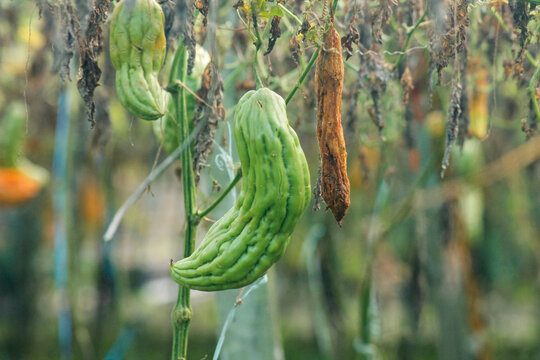 Green bitter melon, Bitter gourd or Bitter squash hanging from a tree on a vegetable farm. Fresh Bitter melon hanging on the garden. Shallow depth of field and Close-up view.