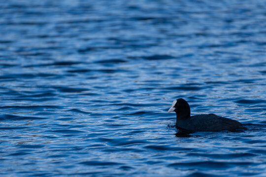 Common coot (Fulica atra) swimming on a blue lake in spring.