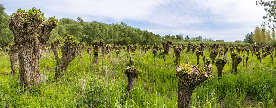 Recently cut willow stumps in a willow osier in Biesbosch National Park (Netherlands); willow stumps are cut down every few years (cutting osier) for the production of brushwood.