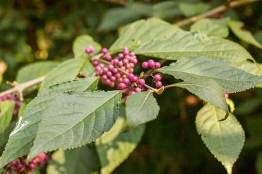 Cluster of purple beautyberry fruits on branch with green leaves