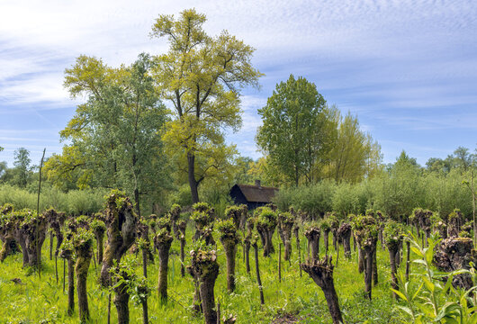 Pollarded willow woodland in Biesbosch National Park, Netherlands, a tidal freshwater delta, in spring 