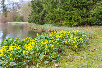 Obraz premium Bright yellow flowers grow along the edge of a calm water body in a nature area on a clear day during spring season