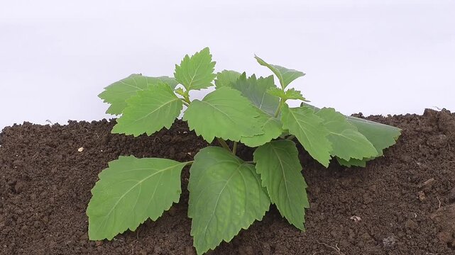 Patchouli leaves (Pogostemon cablin). Patchouli leaves are the base ingredient for making essential oils.