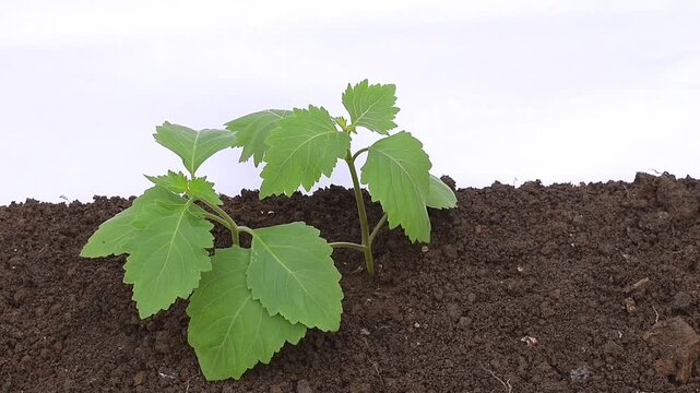 Patchouli leaves (Pogostemon cablin). Patchouli leaves are the base ingredient for making essential oils.
