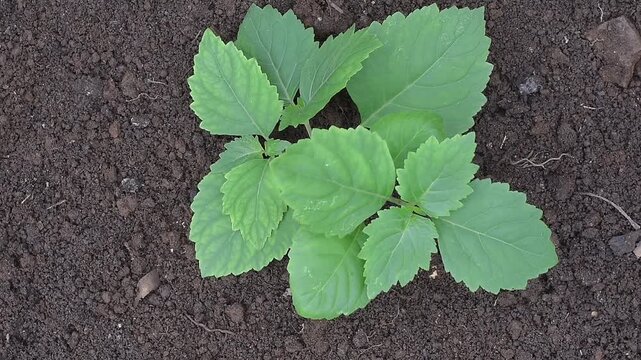 Patchouli leaves (Pogostemon cablin). Patchouli leaves are the base ingredient for making essential oils.