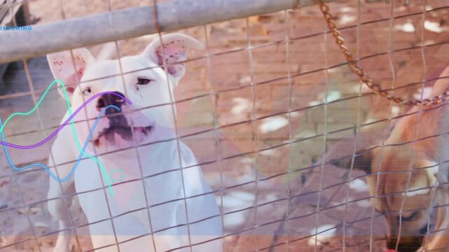 White dog vocalizing, causing tan dog approaching gate, waveform overlay moving across fence