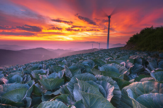 Breathtaking sunrise over the vast cabbage fields at Maebongsan Baram Hill in Taebaek, South Korea, featuring a wind turbine and golden morning light over the mountains.