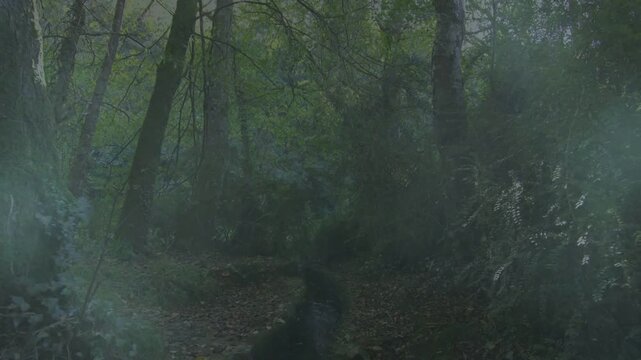 Dawn light causing mist thin wood trail and trees leading view camera tilting upward showing canopy