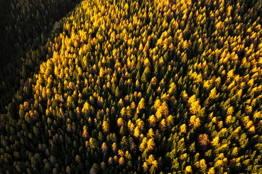 Autumn forest with golden larch and green pine trees illuminated by sunlight from an aerial view, creating a vibrant nature tourism destination background in Luserna, Alpe Cimbra, Trentino, Italy.