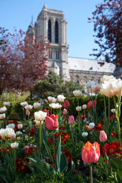Tulips blooming near Notre-Dame Cathedral in Paris during spring sunshine