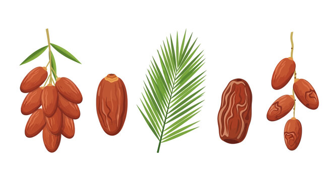 Collection of delicious date fruits and palm leaves