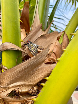 Rare Bingham's butterfly cicada (Talainga binghami) with bright red eyes and intricate lace wings on a thorny palm tree trunk