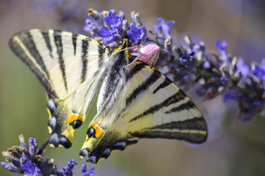 Farfalla Iphiclides podalirius, Macaone