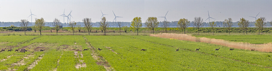 A large group of Roe deer crossing a field on the isle of Tiengemeten, a Natura 2000 nature reserve in the Netherlands  wind turbines fill the horizon  © Roel