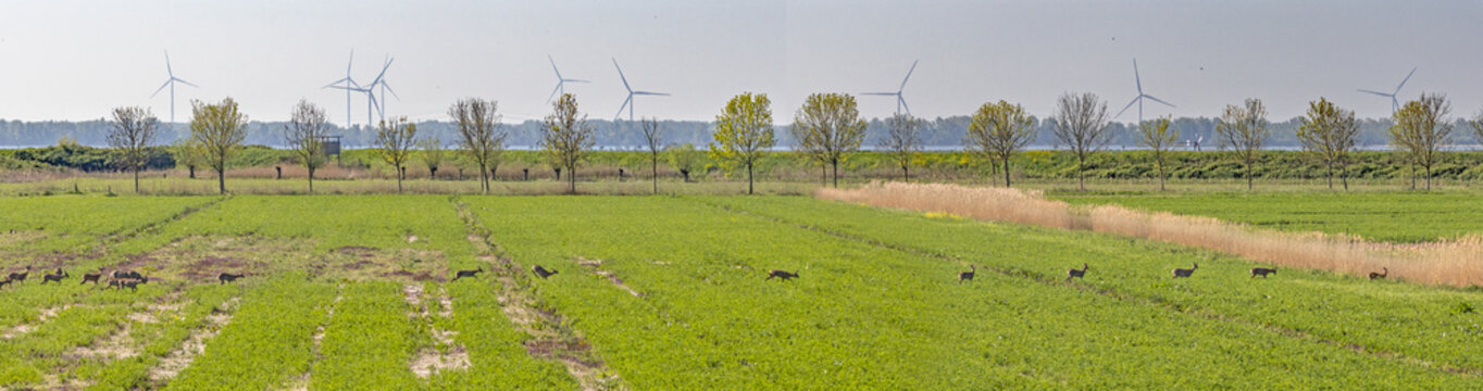 A large group of Roe deer crossing a field on the isle of Tiengemeten, a Natura 2000 nature reserve in the Netherlands; wind turbines fill the horizon 