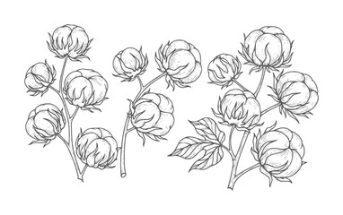 Hand drawn cotton plant branches with bolls and leaves leaf © Mohammad