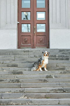 A merle-colored Australian Shepherd sits on the wide stone steps in front of a building with massive doors. The purebred dog stares intently at the camera.