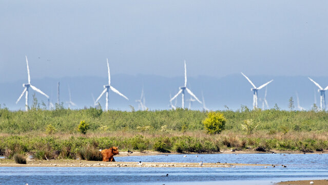 A Heck cow resting at water's edge on the isle of Tiengemeten, a Natura 2000 nature reserve in the Netherlands; wind turbines fill the horizon 