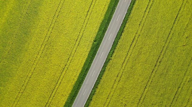 Flying over rapeseed fields in bloom, divided by a street