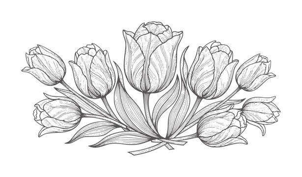 Line engraving of a bouquet of tulips with leaves flower