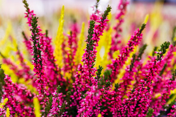 Obraz premium Colorful flowers in a garden bloom during the spring season with bright pink and yellow hues creating a vibrant display