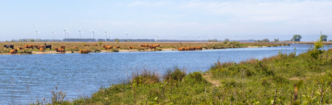 A herd of free roaming Heck cattle on the isle of Tiengemeten, a Natura 2000 nature reserve in the Netherlands; wind turbines fill the horizon 