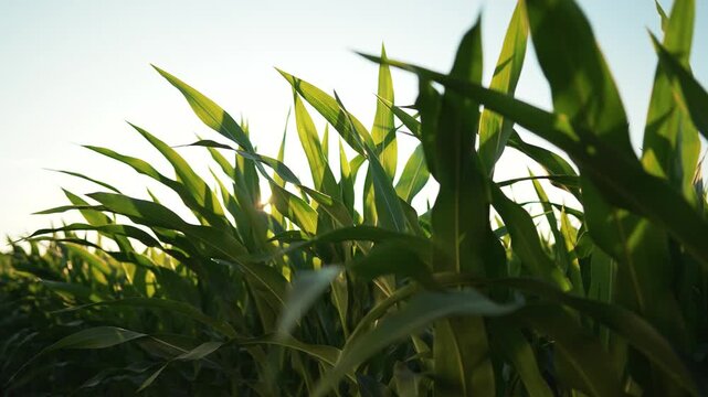 Green corn grows in field. Bright sun shines behind leaf. Summer sunlight illuminates agriculture crop. Farm nature thrives under clear sky. Sun rays touch green leaf. Healthy corn crop matures.