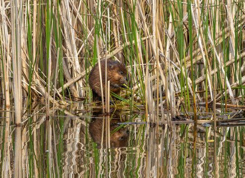 Eating muskrat (Ondatra zibethicus), a semiaquatic rodent native to North America, introduced in the Netherlands where they are damaging dikes and dams. 