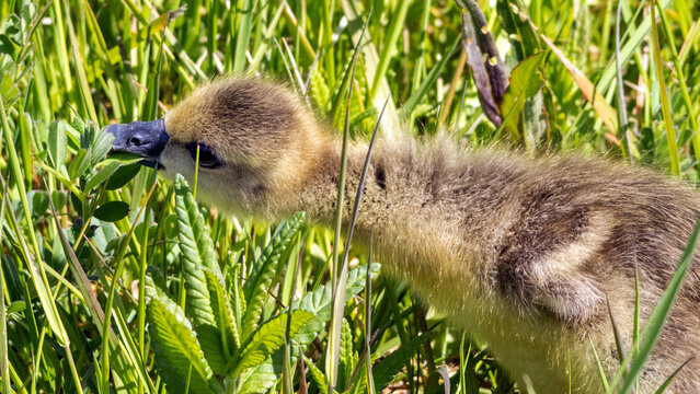 Chick of greylag geese (Anser anser) feeding on tall grasses