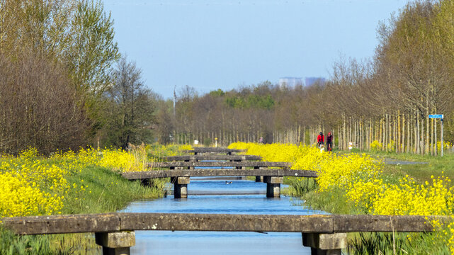 Flowering rapeseed along a straight canal with many small bridges in early spring; located in the Bentwoud new man-made natural and recreational area, Netherlands