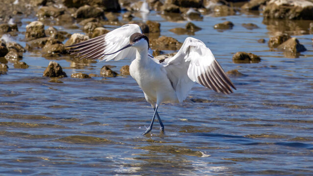 Close up of Pied avocet (Recurvirostra avosetta) landing over water